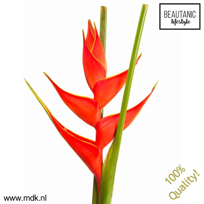 <h4>Heliconia Iris Banochie</h4>