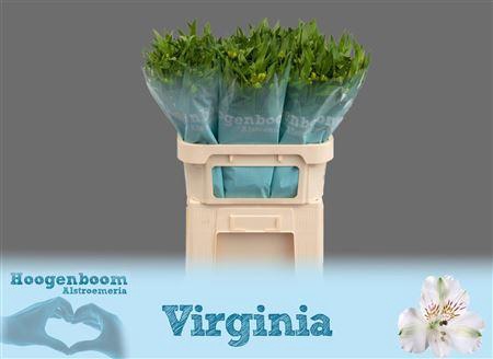 <h4>ALSTR VIRGINIA</h4>