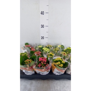 Kalanchoe blos. 'RoyalDon'   ..mix