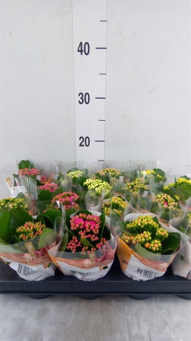 <h4>Kalanchoe blos. 'RoyalDon'   ..mix</h4>