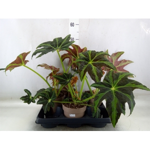 Begonia BD   ...