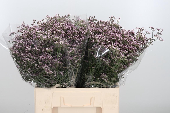 <h4>Lim Saf Oshi Pink</h4>