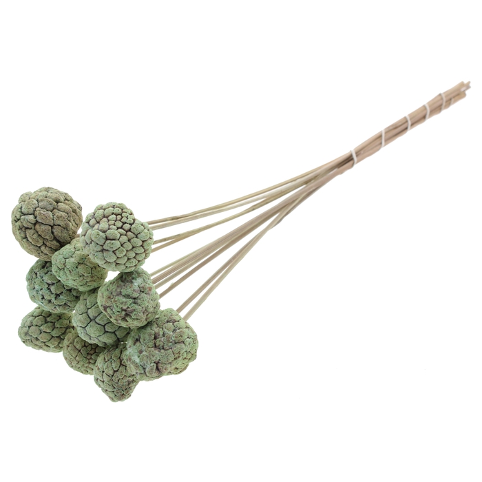 <h4>Atta Fruit on stem Intense Frosted Mint</h4>