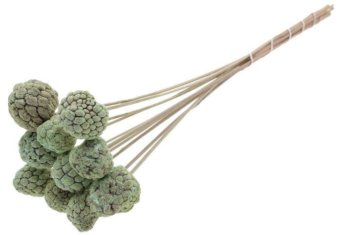 Atta Fruit on stem Intense Frosted Mint