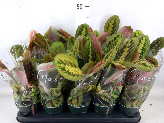 <h4>Maranta leuc. 'Fascinator'</h4>