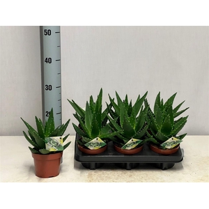 Aloe mitriformis