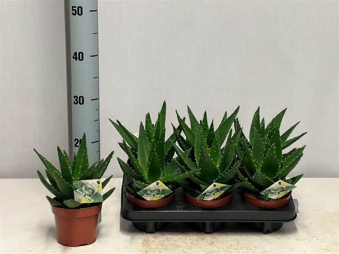 <h4>Aloe mitriformis</h4>