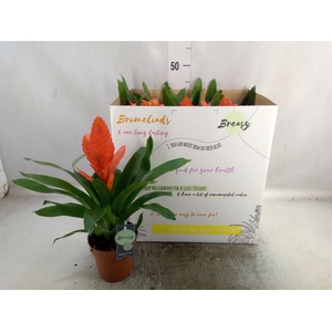 Bromelia   ...mix