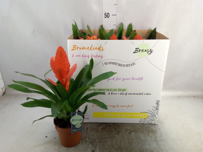 Bromelia   ...mix