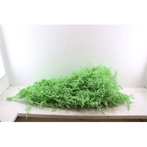 Sprengerie Wild Snow Mint P Stem