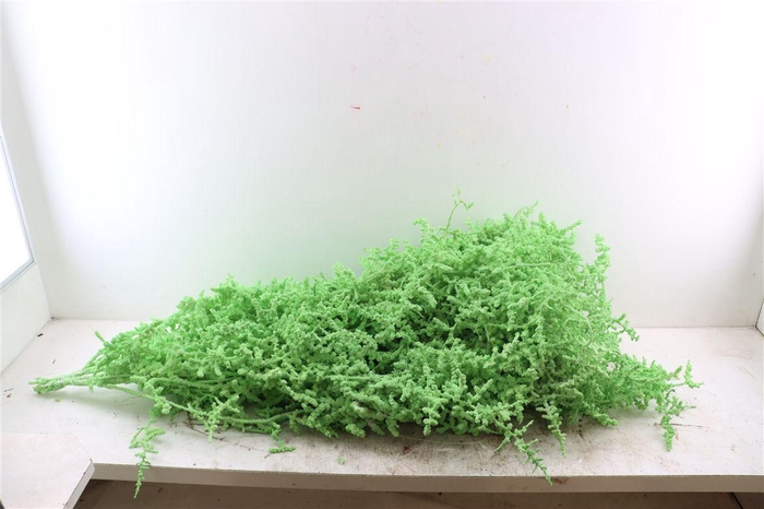 <h4>Asp Painted</h4>