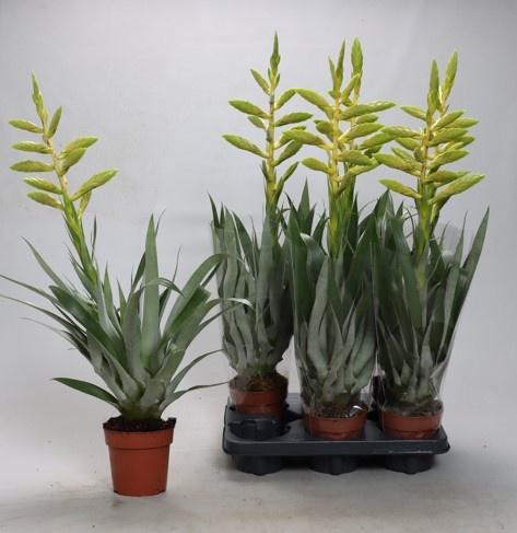 <h4>TILL OERSTEDIANA</h4>