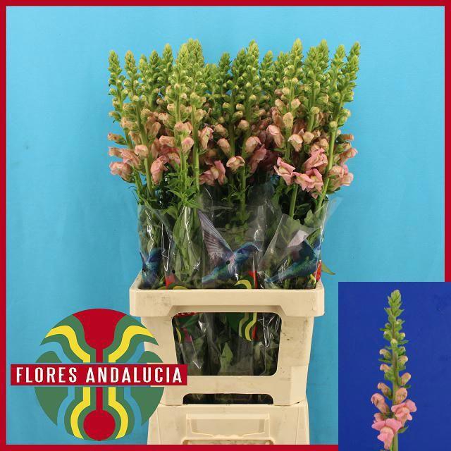 <h4>Antirrhinum Potomac Pink</h4>