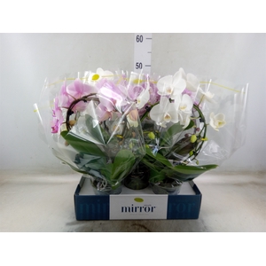 Phalaenopsis   ...mix  3