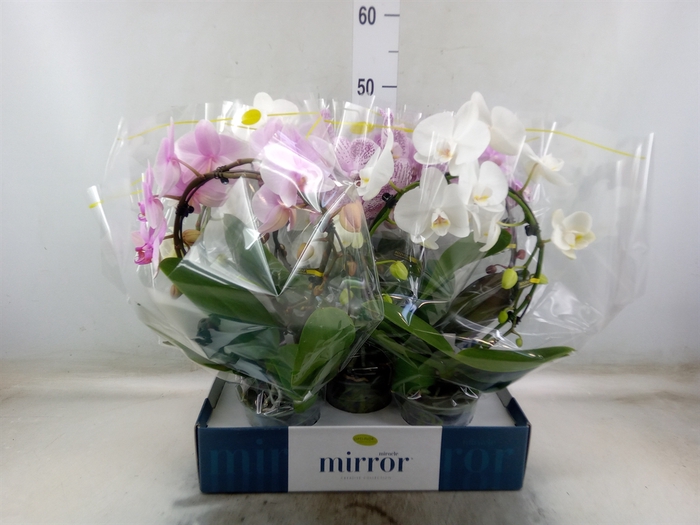 <h4>Phalaenopsis   ...mix  3</h4>