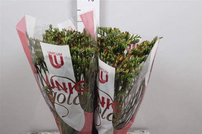 <h4>Fr Du Fuego</h4>