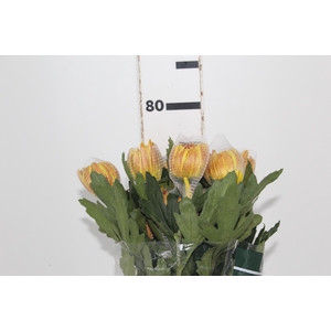 ANASTASIA DARK FUEGO 080 CM