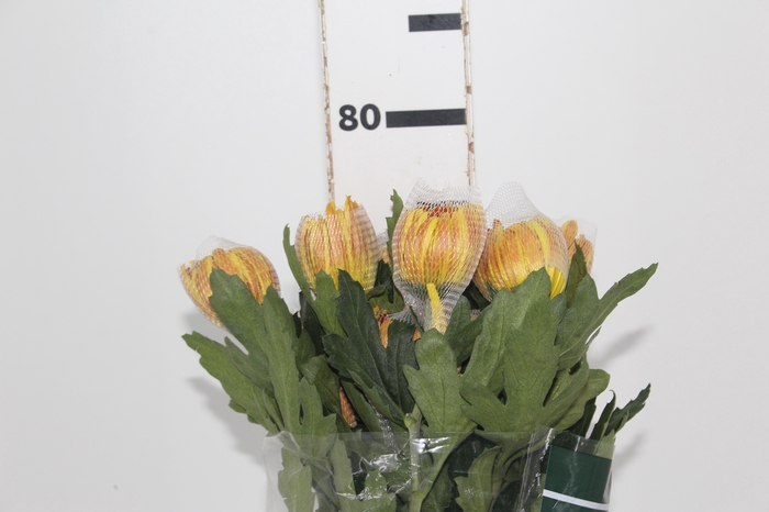 <h4>ANASTASIA DARK FUEGO 080 CM</h4>