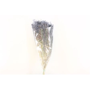 Dried Brooms L Grey Bunch