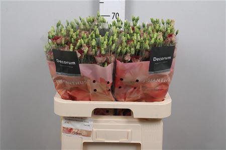 <h4>Eus E Bohemian Choco</h4>