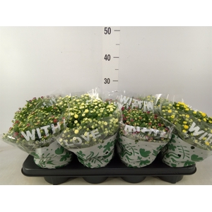 Chrysanthemum   ..mix 5