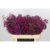 Chamelaucium Purple Rain