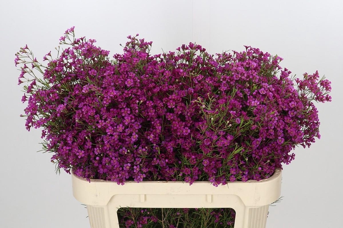 Chamelaucium Purple Rain