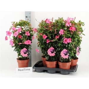 Mande Di Opa Fu Flam