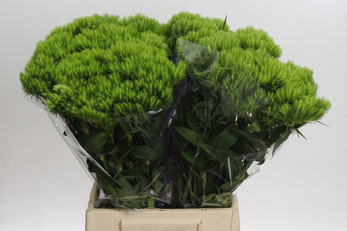 <h4>Dianthus Br Kiwi Mellow</h4>