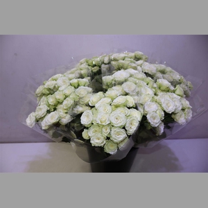 R Tr Overig Lime X5