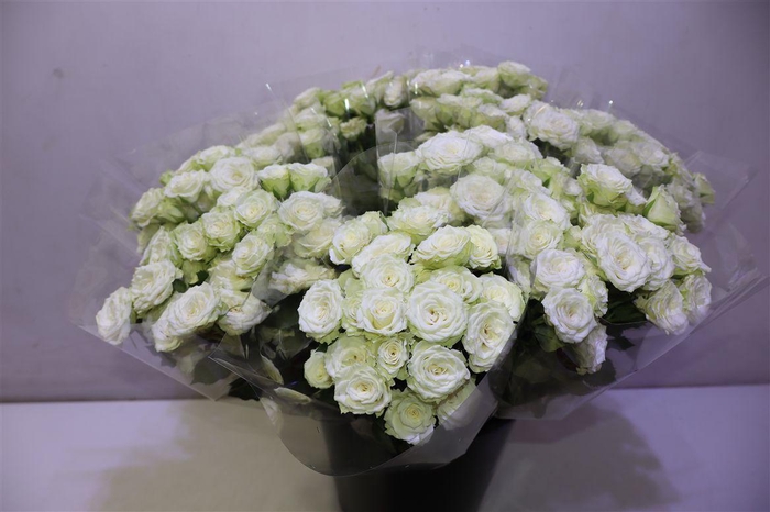 <h4>R Tr Overig Lime X5</h4>