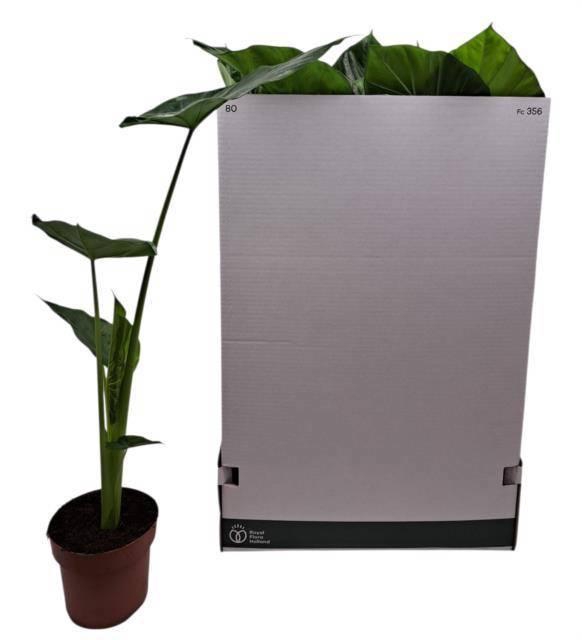 <h4>ALOC MACRORRHIZOS</h4>