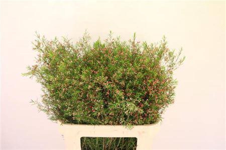 <h4>CHAME UN ROTEM*#</h4>