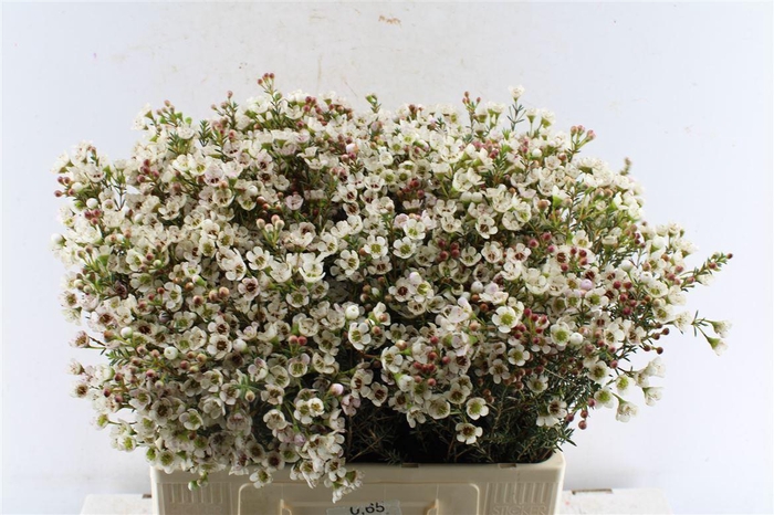 <h4>Chamelaucium Tal</h4>