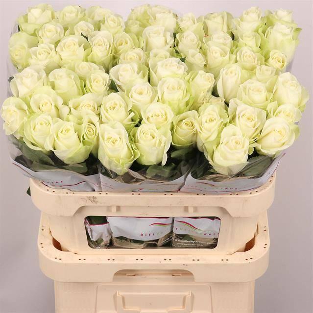 <h4>Rosa gr Snowstorm</h4>