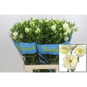 Ranunculus Butterfly Ninos White 70cm