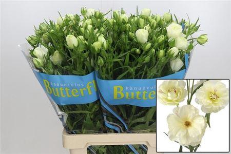 <h4>Ranunculus Butterfly Ninos White 70cm</h4>