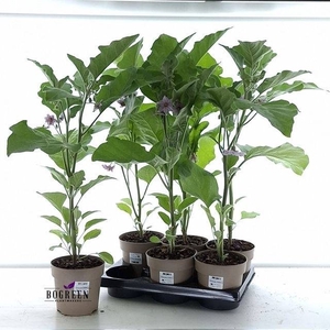 AUBERGINE PLANTEN