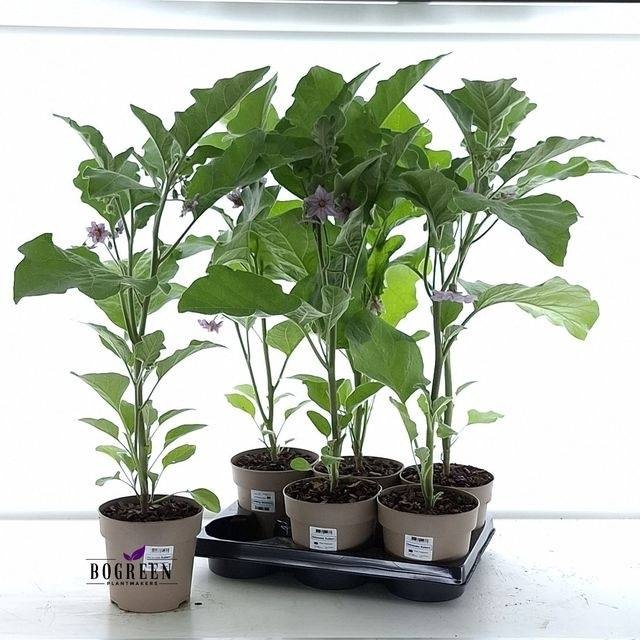 <h4>AUBERGINE PLANTEN</h4>