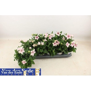 PLATYCO GR PST PINK