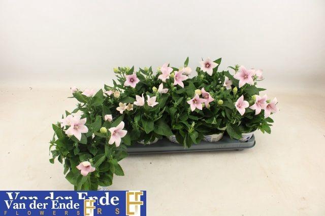 <h4>PLATYCO GR PST PINK</h4>