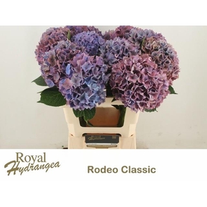 Hydr M Ch Rodeo Cl