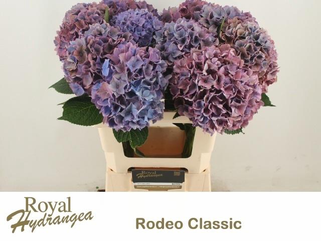 <h4>Hydr M Ch Rodeo Cl</h4>