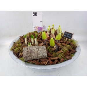 Arr.   Tuinplanten H%