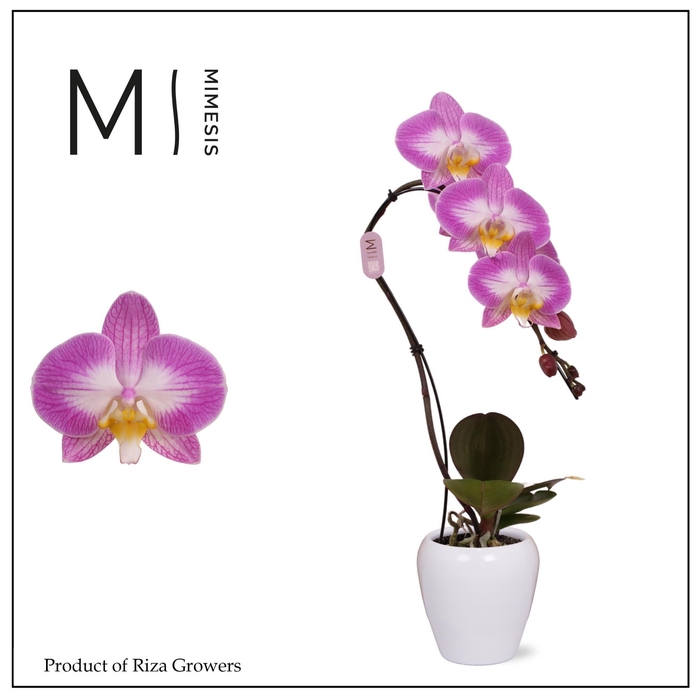 <h4>Phalaenopsis Swan Special 1 spike – 7cm in Martine White | Mimesis</h4>