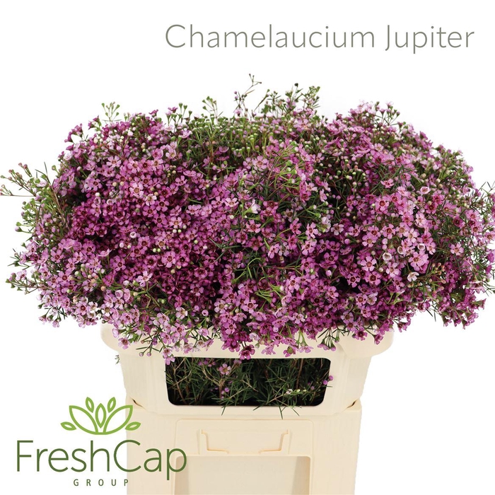 <h4>Chamelaucium uncinatum 'Jupiter'</h4>
