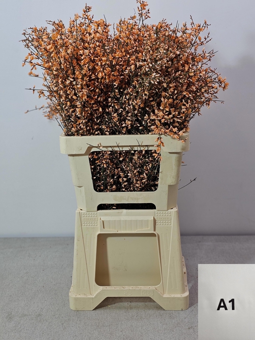 <h4>GINGSTER PB ORANJE</h4>