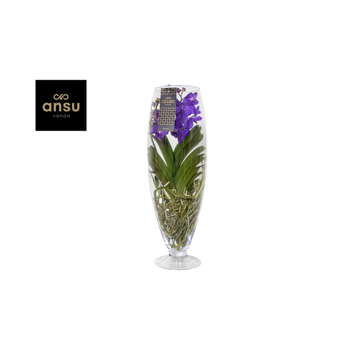 <h4>Vanda Champagne Blue</h4>