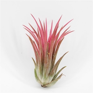 Tillandsia Ionantha Rood x15