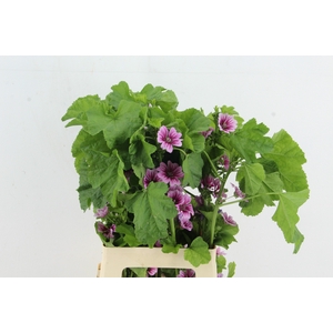 MALVA ZEBRINA
